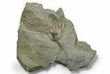 Ordovician Fossil Crinoid (Glyptocrinus) - Ontario #270063-1